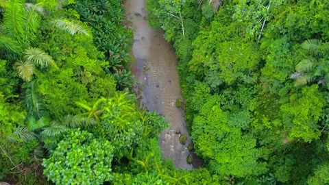 Drone captures river cutting through lush rainforest in Tabanan Regency, Bali, s Stock Footage 309271937