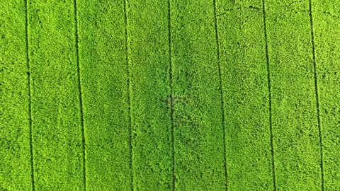 The drone captures rows of lush green rice fields. Video stock 306139348