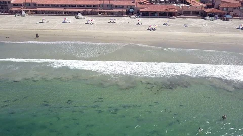 Drone captures school of Leopard Sharks near snorkelers Stock Footage 116522918