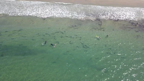 Drone captures school of Leopard Sharks near beachgoers Stock Footage 116523102