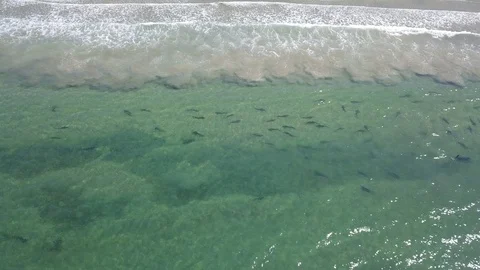 Drone captures school of Leopard Sharks near snorkelers Stock Footage 116523133