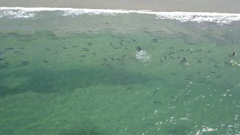 Drone captures school of Leopard Sharks near swimmers 库存影片 116523159