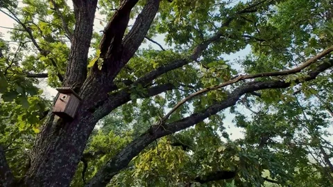 A drone captures a serene view of an oak tree's dense canopy from below. Ideal Видео 285346804