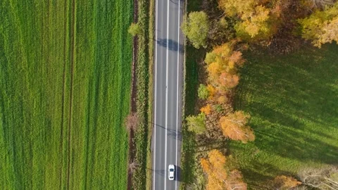 A drone captures the serpentine path of a forest road amid the palette of f.. Stock Footage 256213270