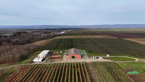 Drone captures stunning aerial view of agricultural fields and vineyards Video stock 321545215