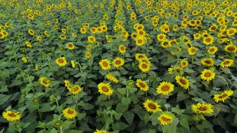 Drone captures sunlight dancing over a vast field of blooming sunflowers. Stock Footage 310783226