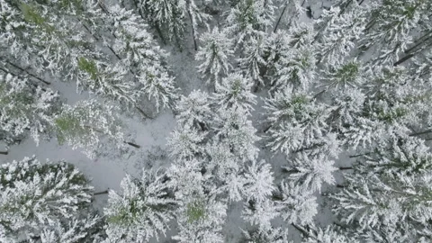 Drone captures Swedish spruce in winter Stock Footage 293729410