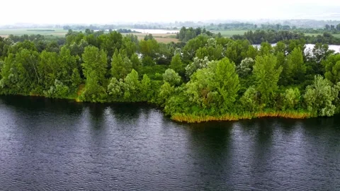 Drone captures tall green trees on a shore of a lake fluttering in the wind Stock Footage 269164947