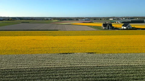 Drone captures tulip fields near Amsterdam, with pink, green, yellow tulips and Stock Footage 244738436
