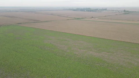 Drone captures vast agricultural fields near town and hunters walking through it Stock Footage 262753902