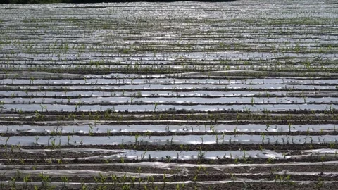 Drone captures a vast field of crops covered with protective plastic agains.. Video stock 276823581