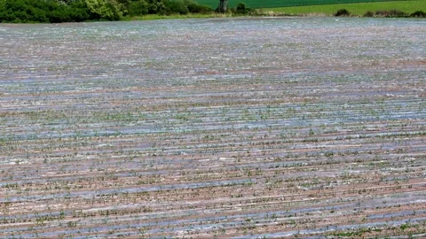 Drone captures a vast field of crops covered with protective plastic agains.. Stock Footage 276823742