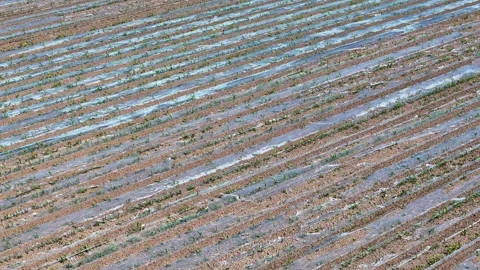 Drone captures a vast field of crops covered with protective plastic agains.. Video stock 276964759