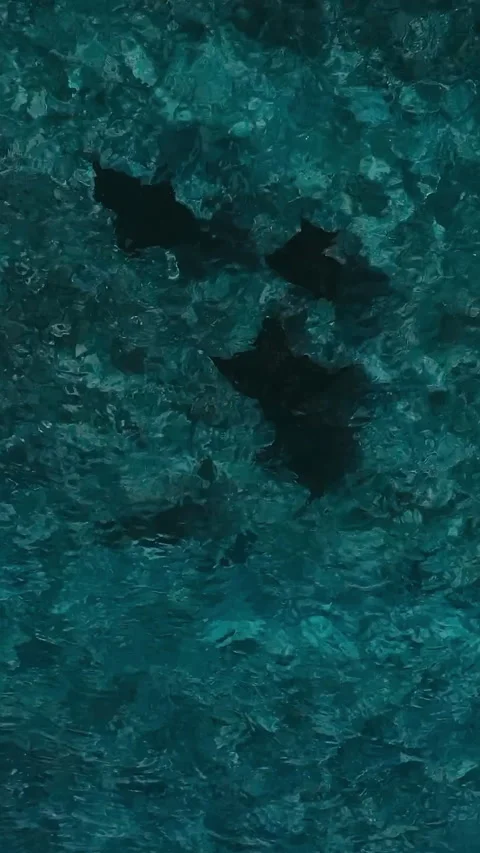 Drone captures vibrant underwater environment with peaceful movement Stock Footage 321991660