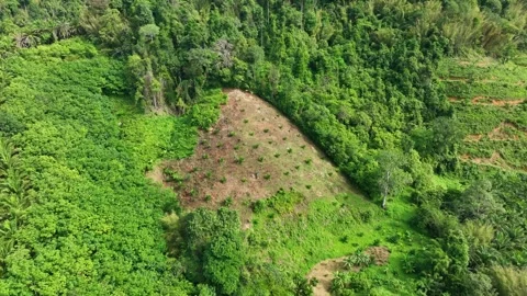 The drone captures young saplings dotting a cleared hillside. Stock Footage 307774123