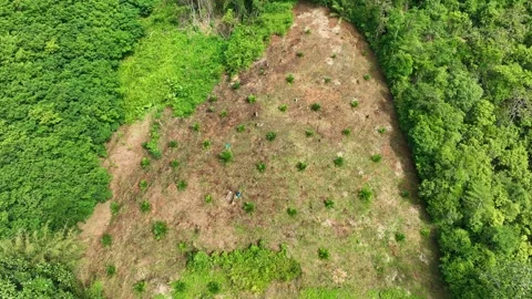 The drone captures young saplings dotting a cleared hillside. Stock Footage 307774189