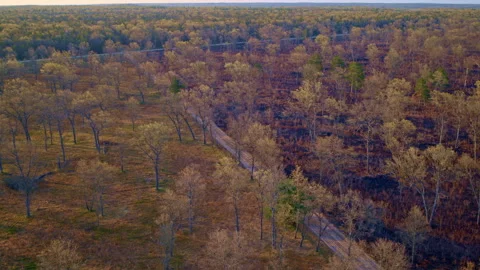 Drone capturing aerial shots of fire-scorched forest regions. Stock Footage 297257699