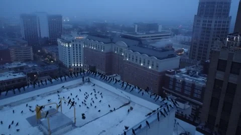 A drone capturing a flock of builds on top of a skyscraper. Video stock 301073074
