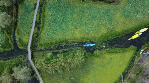 Drone capturing the heartbeat of water-bound living in Dal Lake. Stock Footage 310786617