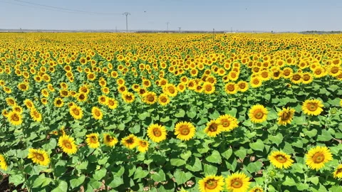 Drone capturing low-altitude footage of a sunflower field in bloom Stock Footage 284886358
