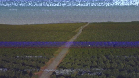 Drone capturing orchard dirt road and green bin while interference lines Stock Footage 313757958