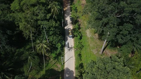 Drone capturing SUV cruising tropical road beneath dense palm canopy, road Stock Footage 312748877