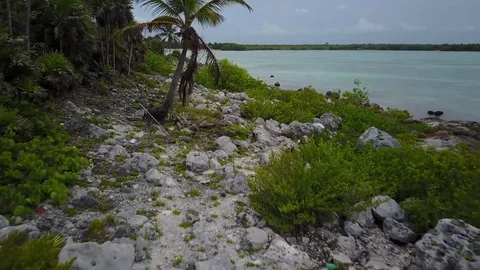 Drone Caribbean Palm Tree Tulum Stock Footage