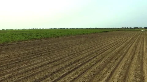 DRONE ON CASSAVA FARM Stock Footage 306694762