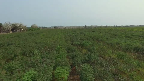 DRONE ON CASSAVA FARM Stock Footage 306694843