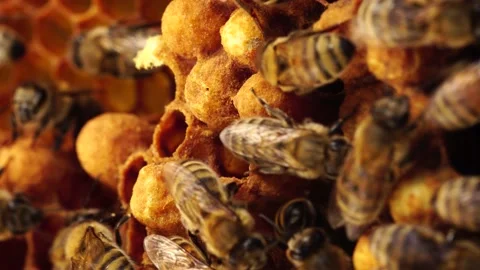 Drone cells in Bee hive. Drone brood in... | Stock Video | Pond5