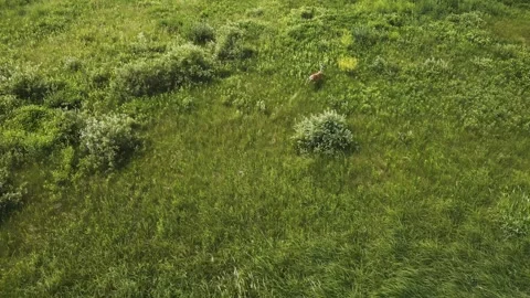 Drone Chases Scared Wildlife Running Fawn Deer Doe out of Hiding Place for Stock Footage 247438090