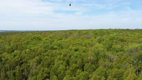 Drone chasing eagle flying high up in the air. Stock Footage 255372384