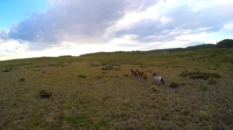 Drone chasing Horses in the alpine forest Stock Footage 88309858