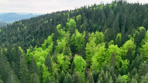 Drone Cinematic Arc Shot Over Fresh Spring Forest Canopy Stock Footage 337433784