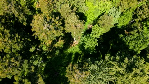 Drone circles above the treetops in the Black Forest Stock Footage 131591010