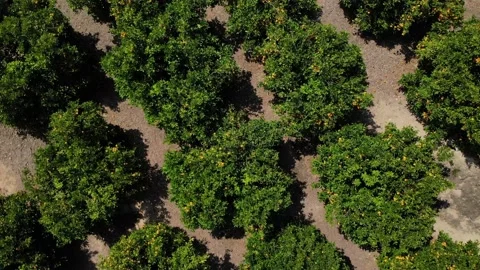 The drone circles ascending over an orange grove in the sunshine. Stock Footage 132591909