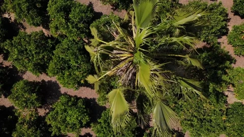 The drone circles ascending over a palm tree in an orange grove in the sunshine. Stock Footage 132591906
