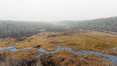 Drone circles over the river in a dead forest under a thick fog Video stock 126081525