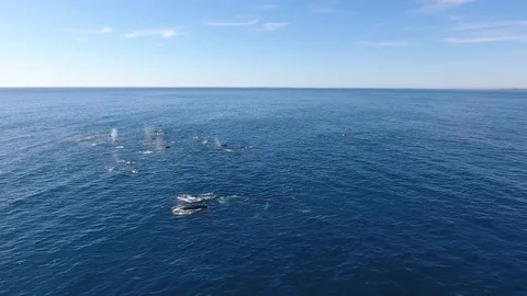Drone circles slowly around huge pod of humpback whales Vídeo Stock 83524779