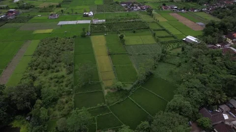 The drone circles the vast rice fields above the countryside Stock Footage 263700114
