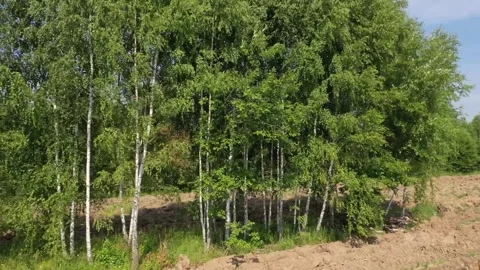Drone circling birch trees over rural field Stock Footage 327732216