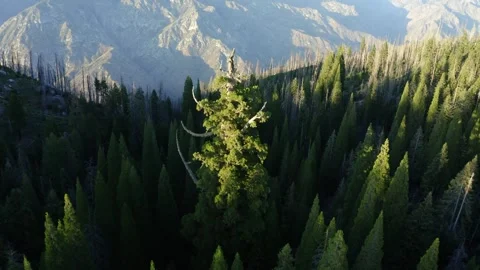 Drone circling large sequoia tree near sunset in national forest near Sequoia Видео 336814812