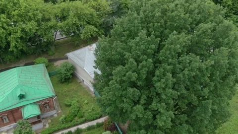 Drone circling large tree from above Stock Footage 328098556