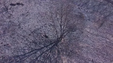 A drone circling a lone surviving tree after a forest fire, a concept of re.. Stock-Footage 314595867