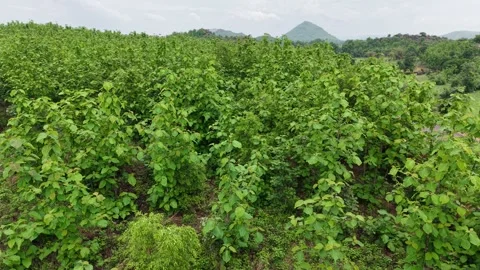 Drone-circular-pan-left-teak-forest-plantation-reforestation-sustainable-for Stock Footage 340320605