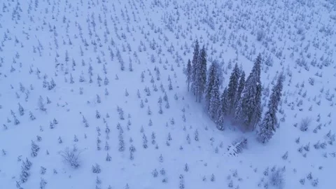 Drone circulates over a cluster of snow covered trees Video stock 275259692