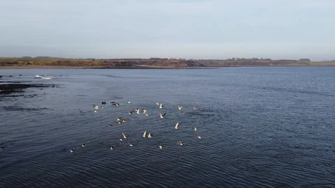 Drone Clip Chasing Birds Over Ocean Stock Footage