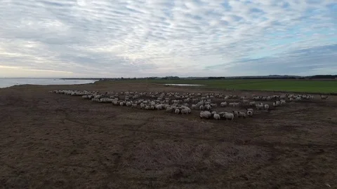 Drone Clip Following Sheep Along Coastline Stock Footage