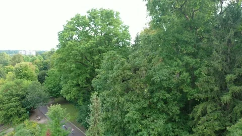 Drone clip green trees Stock Footage 212105228