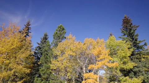 Drone Clip of Trees in Hinton, Alberta in Autumn Stock Footage 255758877